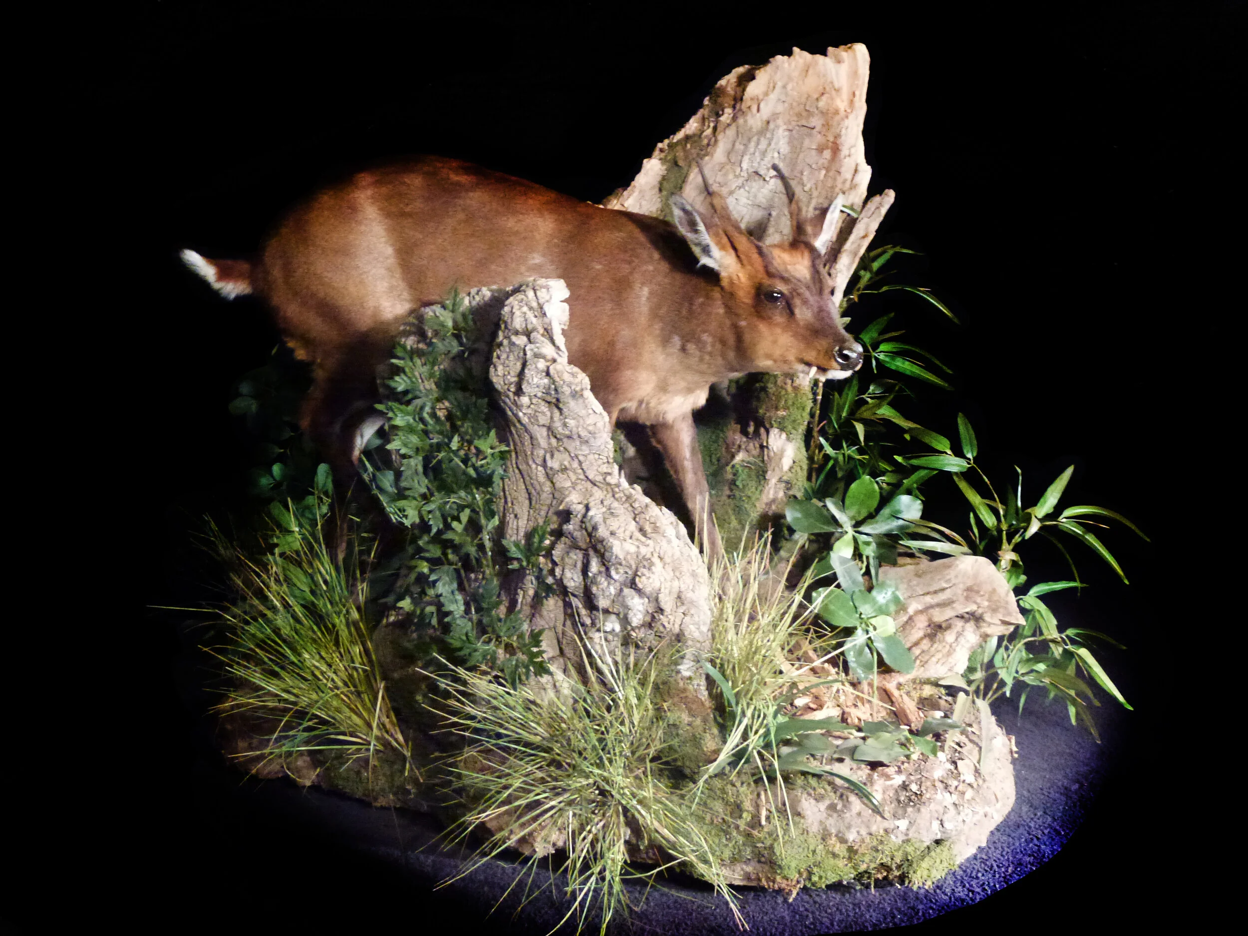 Gallery | Asia-Exotics | Deer — Animal Artistry